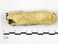 顯絲菌屬藏品圖，第1張