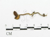 登錄號:F0013772藏品圖，第1張