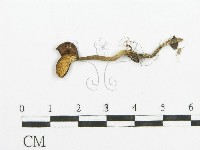 登錄號:F0013772藏品圖，第3張
