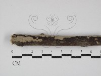 登錄號:F0013773藏品圖，第1張