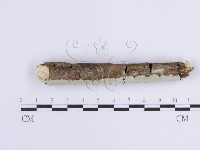 登錄號:F0013774藏品圖，第3張