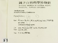 絲齒菌屬藏品圖，第2張
