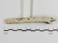 絲齒菌屬藏品圖，第1張