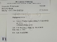 多年臥孔菌屬藏品圖，第2張