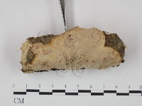 多年臥孔菌屬藏品圖，第3張