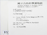 波邊革菌屬藏品圖，第2張