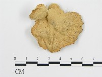波邊革菌屬藏品圖，第1張