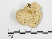 波邊革菌屬藏品圖，第3張