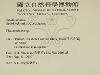 顯絲菌屬藏品圖，第2張