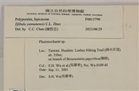 雲南無扣菌藏品圖，第3張