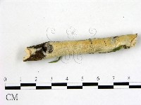 登錄號:F0013792藏品圖，第1張