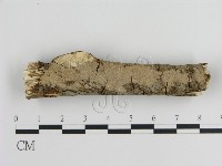 刺皮菌屬藏品圖，第1張