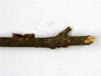 花耳屬藏品圖，第3張
