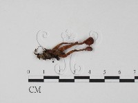 登錄號:F0013796藏品圖，第1張