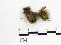 登錄號:F0013800藏品圖，第1張