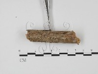 登錄號:F0013802藏品圖，第3張