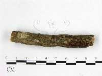 花耳屬藏品圖，第1張