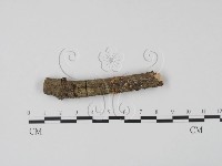 登錄號:F0013805藏品圖，第1張