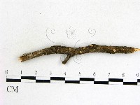 登錄號:F0013808藏品圖，第1張