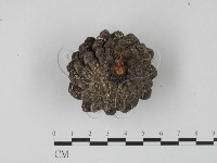 登錄號:F0013811藏品圖，第1張