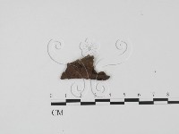 登錄號:F0013812藏品圖，第1張