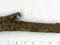 登錄號:F0013814藏品圖，第3張