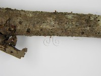 登錄號:F0013814藏品圖，第5張