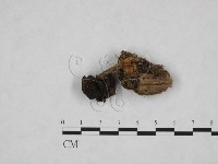 登錄號:F0013816藏品圖，第3張