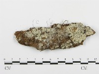 登錄號:F0013818藏品圖，第1張