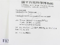 管齒菌屬藏品圖，第2張