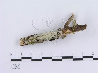 管齒菌屬藏品圖，第1張