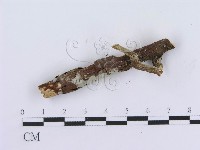 管齒菌屬藏品圖，第3張