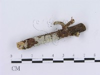 管齒菌屬藏品圖，第4張