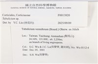 管齒菌屬藏品圖，第5張