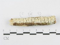 登錄號:F0013824藏品圖，第5張