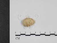 登錄號:F0013826藏品圖，第1張