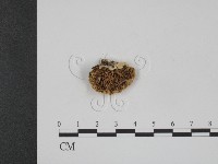 登錄號:F0013826藏品圖，第3張