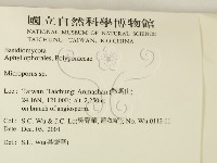 小孔菌屬藏品圖，第2張