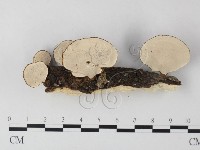 小孔菌屬藏品圖，第3張