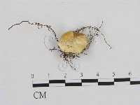 登錄號:F0013830藏品圖，第1張