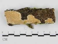 登錄號:F0013832藏品圖，第1張