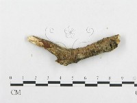 登錄號:F0013833藏品圖，第5張