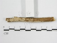 登錄號:F0013836藏品圖，第5張