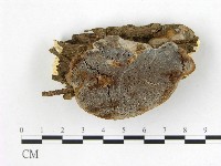 多年臥孔菌屬藏品圖，第1張