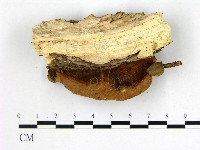 多年臥孔菌屬藏品圖，第3張