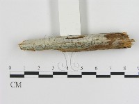 傑克菌屬藏品圖，第1張