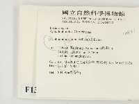 冇骨消絲齒菌藏品圖，第2張