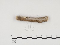 冇骨消絲齒菌藏品圖，第3張