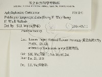 燈籠囊擬射脈菌藏品圖，第2張