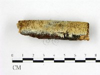 燈籠囊擬射脈菌藏品圖，第1張